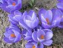 Reproduction and selection of crocus varieties
