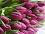 Několik tipů pro pěstování tulipánů