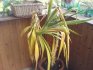 Boli și posibile probleme la creșterea yucca