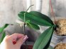 Reprodukce orchidejí