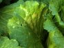 Fighting Common Cabbage Pests