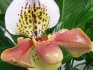 زهرة الأوركيد Paphiopedilum