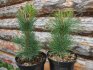 Growing cedar with a ready-made seedling