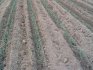 Transplanting seedlings into open ground