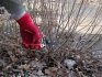 Shrub care: watering, feeding, pruning, preparing for winter