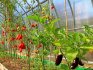 Crop rotation rules in a summer cottage greenhouse
