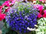 Tricks of growing and caring for lobelia