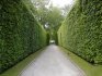 The most popular hedge plants