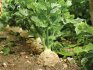 Mali trikovi za uzgoj korijenske celera