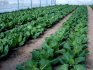 Pěstování zelí ve sklenících