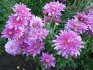 Planting chrysanthemums in open ground