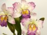 Cattleya orchidej
