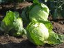Storing cabbage in the ground