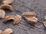 Příprava a výsadba semen mrkve