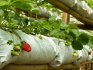 Planting strawberries in bags