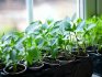 Pros uzgoja sadnica na prozorskoj dasci