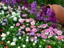 Continuous flowering flower bed
