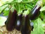 How to grow eggplant