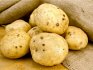 Dăunători de cartofi - nematod auriu