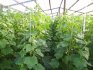 Az uborka ültetése és gondozása az üvegházban
