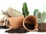 Soil preparation and containers