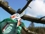 Pruning pear trees