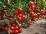 ملامح زراعة الطماطم