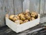 Proč si nemůžete v zimě zachránit brambory