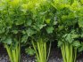 How to grow celery