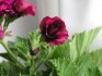 Types of room geranium