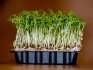 Features of growing watercress