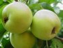 A zöld alma törpe fajtái