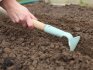 Planting pine seeds in open ground