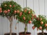 Transplant rules, pomegranate pruning