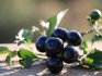 Proprietăți utile ale fructelor de padure Sunberry și contraindicații