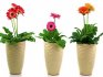 How to transplant and propagate gerberas