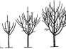 Formarea coroanei unui copac tânăr