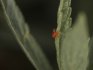 Spider mite on Japanese primrose