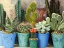 Nejlepší odrůdy kaktusů k pěstování
