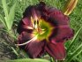 Common varieties of daylily