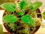 Sphagnum moss in floriculture