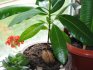 Tips for caring for a tropical tree