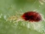 Diseases and pests of shrubs, the fight against them