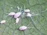 Škůdci hroznů, jejich účinek na rostlinu