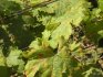 Diseases of grapes, their signs and struggle