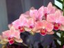 Vlastnosti struktury orchideje Phalaenopsis