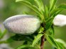 Types of almonds, description of the best varieties