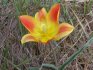 ciklus rasta tulipanovog šrenka i uvjeti cvatnje