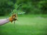 Použití herbicidů ke zvýšení výnosů plodin