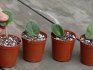 Perlite for seedlings